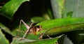 Close-up from a nocturnal cricket