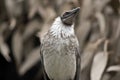 Noisy friar bird