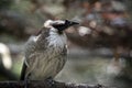 Noisy friar bird