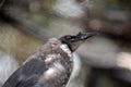 Noisy friar bird