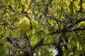Close up Osage Orange tree fruit Royalty Free Stock Photo