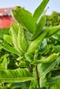 Close up of nonflowering milkweed plant on farm