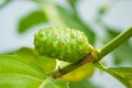 Close Up Noni Fruit