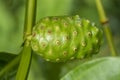 Close up Noni fruit or Cheese fruit on tree