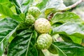 Close up of Noni fruit and leaf