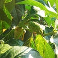 Close-up of noni fruit and leaves