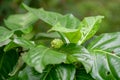 Close up Noni or Morinda citrifolia fruit