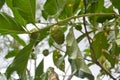 Close up Noni or Morinda Citrifolia Fruit with Texture