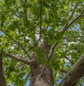 Close-up of a North American Sycamore Tree