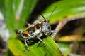 north Island grasshopper Royalty Free Stock Photo