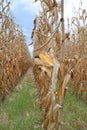 North Mississippi Corn Field Up Close.