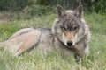 Close up of a North Western Wolf wolf lying down in the grass always ever watchful Royalty Free Stock Photo