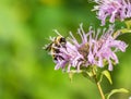 A Bumblebee crawling along Bee Balm flower petals looking to pollinate