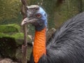 Close up of a northern cassowary in bali Royalty Free Stock Photo