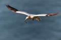 Close up of a Northern gannet in flight Royalty Free Stock Photo