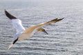 Close up of a Northern Gannet in flight - Morus bassanus Royalty Free Stock Photo