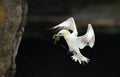 Northern gannet in flight with nesting material in the beak Royalty Free Stock Photo