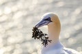 Close up of a Northern Gannet with nuptial gift - Morus bassanus Royalty Free Stock Photo