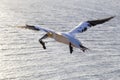 Close up of a Northern Gannet with nuptial gift - Morus bassanus Royalty Free Stock Photo