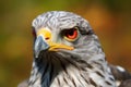 close-up of a northern goshawks hooked beak