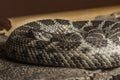 Close up of a Northern Pacific Rattlesnake