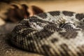 Close up of a Northern Pacific Rattlesnake Royalty Free Stock Photo