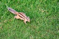 Northern palm squirrel or Funambulus pennantii Royalty Free Stock Photo