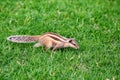 Northern palm squirrel or Funambulus pennantii Royalty Free Stock Photo