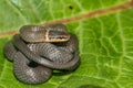 Northern Ringneck Snake - Diadophis punctatus edwardsii