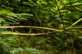 A close up of a Northern Walkingstick Royalty Free Stock Photo