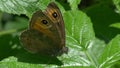 Butterfly, Northern wall brown (Lasiommata petropolitana)