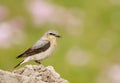 Close up of a Northern wheatear in the meadow Royalty Free Stock Photo