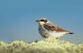 Northern wheatear on a mossy stone against blue background Royalty Free Stock Photo