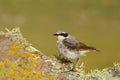 Close up of a Northern wheatear on a mossy stone Royalty Free Stock Photo