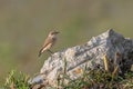 Close up of a Northern wheatear Oenanthe oenanthe in the field