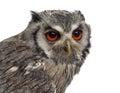 Close-up of a Northern white-faced owl - Ptilopsis leucotis