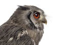 Close-up of a Northern white-faced owl - Ptilopsis leucotis