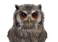 Close-up of a Northern white-faced owl - Ptilopsis leucotis