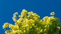 Close-up norway maple Acer platanoides Princeton Gold spring bright leaves on blue sky background. Public landscape