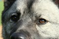 Close Up of Norwegian Elkhound Dog Eyes