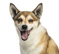 Close-up of a Norwegian Lundehund panting, isolated