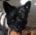 Close up of Norwich Terrier named Ari, brown eyes, grizzle color, with stuffed toy in his mouth