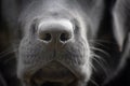 Close-up of the nose of a black labrador retriever dog. Macro photo of a dog\'s nose Royalty Free Stock Photo