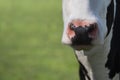 Close-up of the nose of a black and white cow Royalty Free Stock Photo