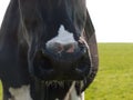 Nose of a black and white cow looking at the camera Royalty Free Stock Photo