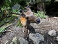 Close up of nose of a deer in forrest. Funny picture