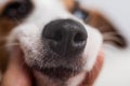 Close-up nose of dog jack russell terrier with hands of female owner