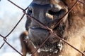 A close-up on the nose, face, and jaw of a ruminant cow, bull, bison, or horse, which pokes its mouth through an iron mesh fence.