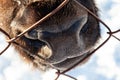 A close-up on the nose, face, and jaw of a ruminant cow, bull, bison, or horse, which pokes its mouth through an iron mesh fence.