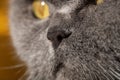 Close-up of nose of gray british cat with yellow eyes.